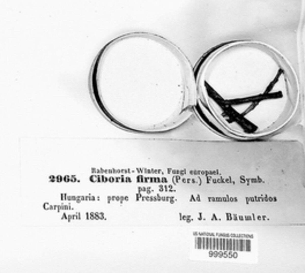 Rutstroemia firma image